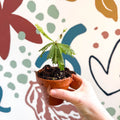 Biophytum sensitivum - Little Tree Plant - Sprouts of Bristol