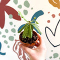 Biophytum sensitivum - Little Tree Plant - Sprouts of Bristol