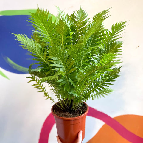 Blechnum gibbum 'Silver Lady' - Sprouts of Bristol