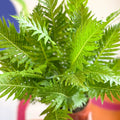 Blechnum gibbum 'Silver Lady' - Sprouts of Bristol