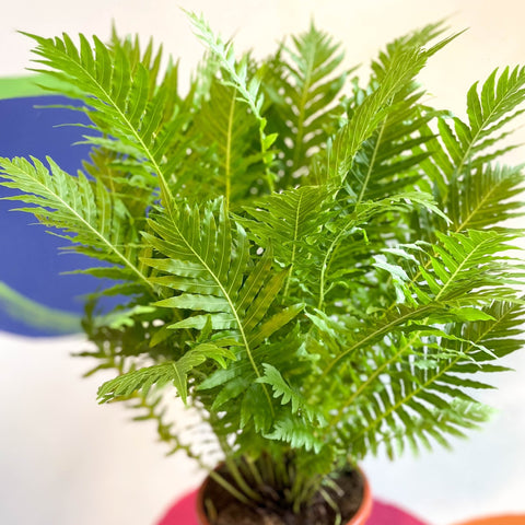 Blechnum gibbum 'Silver Lady' - Sprouts of Bristol