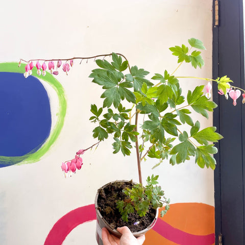 Bleeding Heart - Lamprocapnos spectabilis - Cotswold Grown Perennial - Sprouts of Bristol