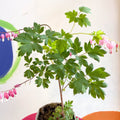 Bleeding Heart - Lamprocapnos spectabilis - Cotswold Grown Perennial - Sprouts of Bristol