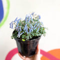 Blue Fumewort - Corydalis flexuosa 'Blue Heron' - British Grown Perennial - Sprouts of Bristol