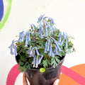 Blue Fumewort - Corydalis flexuosa 'Blue Heron' - British Grown Perennial - Sprouts of Bristol