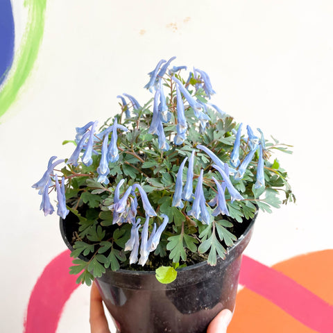 Blue Fumewort - Corydalis flexuosa 'Blue Heron' - British Grown Perennial - Sprouts of Bristol