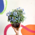 Blue Fumewort - Corydalis flexuosa 'Blue Heron' - British Grown Perennial - Sprouts of Bristol
