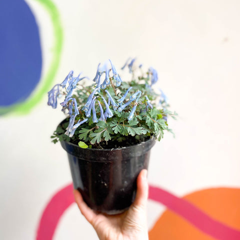 Blue Fumewort - Corydalis flexuosa 'Blue Heron' - British Grown Perennial - Sprouts of Bristol