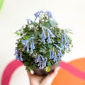 Blue Fumewort - Corydalis flexuosa 'Blue Heron' - British Grown Perennial - Sprouts of Bristol
