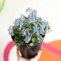 Blue Fumewort - Corydalis flexuosa 'Blue Heron' - British Grown Perennial - Sprouts of Bristol