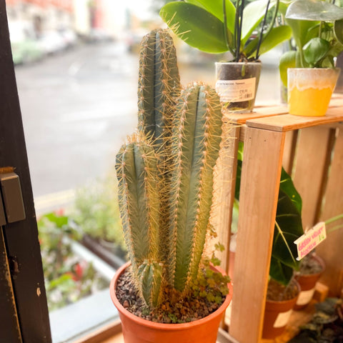 Blue Torch Cactus - Pilosocereus pachycladus 'Azureus' - Sprouts of Bristol