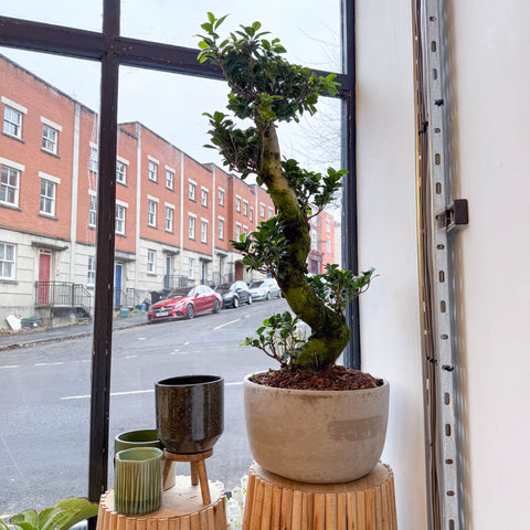 Bonsai - Ficus microcarpa 'Ginseng' - Indian Laurel - Sprouts of Bristol