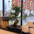 Bonsai - Ficus microcarpa 'Ginseng' - Indian Laurel - Sprouts of Bristol