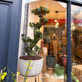 Bonsai - Ficus microcarpa 'Ginseng' - Indian Laurel - Sprouts of Bristol