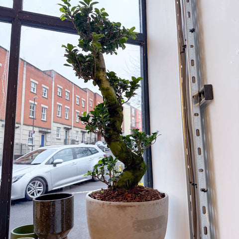 Bonsai - Ficus microcarpa 'Ginseng' - Indian Laurel - Sprouts of Bristol