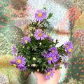 Brachyscome 'Brasco Violet' - Swan River Daisy - Sprouts of Bristol
