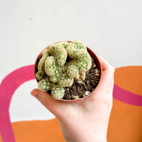 Brain Cactus - Mammillaria elongata 'Cristata' - Sprouts of Bristol