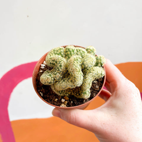 Brain Cactus - Mammillaria elongata 'Cristata' - Sprouts of Bristol