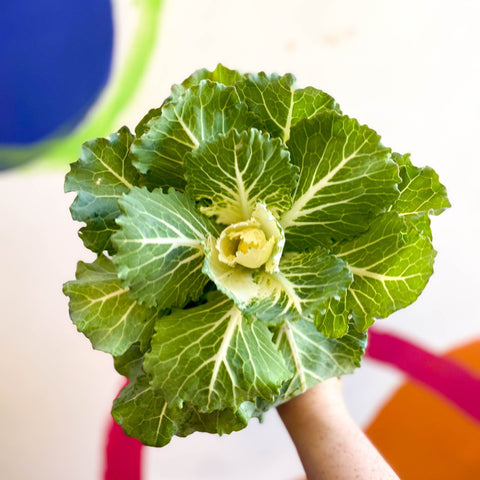 Brassica oleracea - Ornamental Cabbage or Kale - Lucky Mix - Sprouts of Bristol