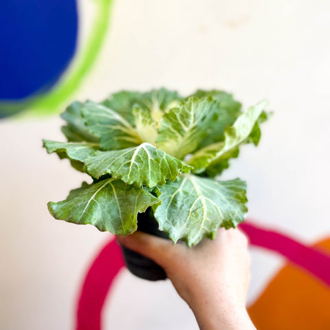 Brassica oleracea - Ornamental Cabbage or Kale - Lucky Mix - Sprouts of Bristol