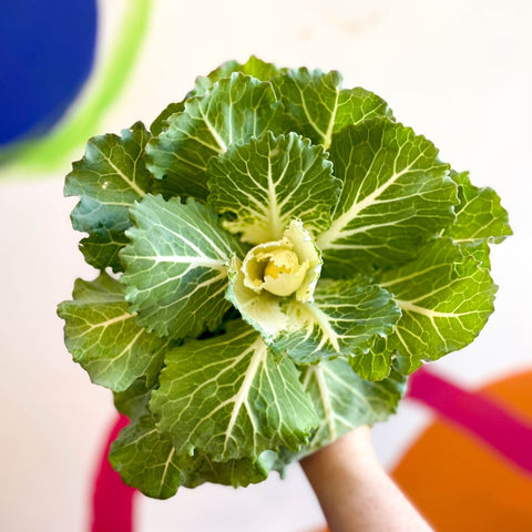 Brassica oleracea - Ornamental Cabbage or Kale - Lucky Mix - Sprouts of Bristol