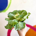 Brassica oleracea - Ornamental Cabbage or Kale - Lucky Mix - Sprouts of Bristol