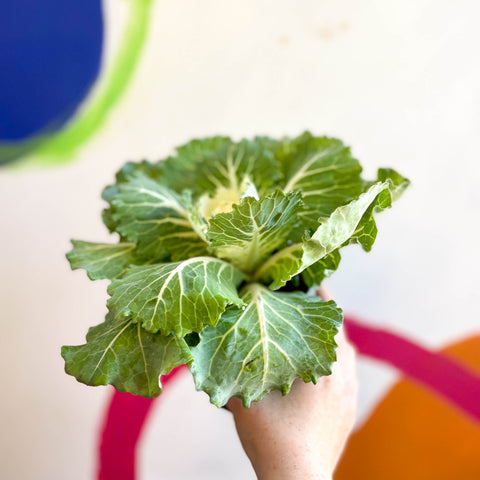 Brassica oleracea - Ornamental Cabbage or Kale - Lucky Mix - Sprouts of Bristol