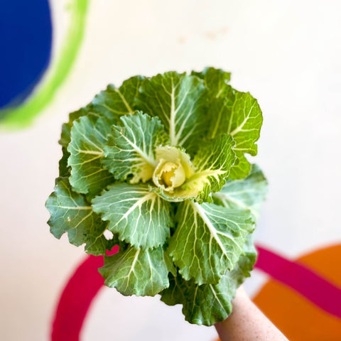 Brassica oleracea - Ornamental Cabbage or Kale - Lucky Mix - Sprouts of Bristol