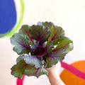 Brassica oleracea - Ornamental Cabbage or Kale - Lucky Mix - Sprouts of Bristol