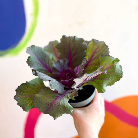 Brassica oleracea - Ornamental Cabbage or Kale - Lucky Mix - Sprouts of Bristol