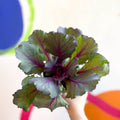 Brassica oleracea - Ornamental Cabbage or Kale - Lucky Mix - Sprouts of Bristol