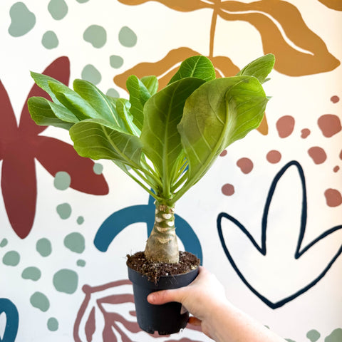 Brighamia insignis – Hawaiian Palm - Sprouts of Bristol