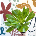 Brighamia insignis – Hawaiian Palm - Sprouts of Bristol