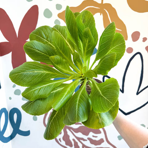 Brighamia insignis – Hawaiian Palm - Sprouts of Bristol