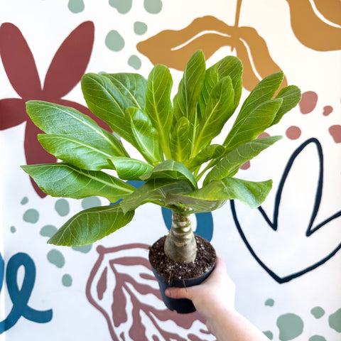 Brighamia insignis – Hawaiian Palm - Sprouts of Bristol