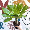 Brighamia insignis – Hawaiian Palm - Sprouts of Bristol