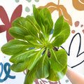 Brighamia insignis – Hawaiian Palm - Sprouts of Bristol