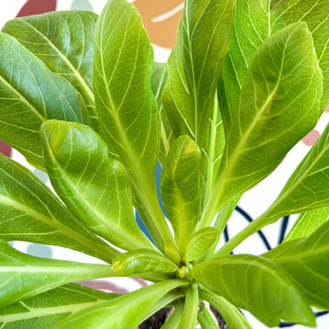 Brighamia insignis – Hawaiian Palm - Sprouts of Bristol