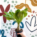 Brighamia insignis – Hawaiian Palm - Sprouts of Bristol