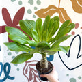 Brighamia insignis – Hawaiian Palm - Sprouts of Bristol