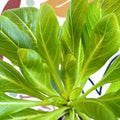 Brighamia insignis – Hawaiian Palm - Sprouts of Bristol