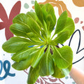 Brighamia insignis – Hawaiian Palm - Sprouts of Bristol