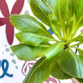 Brighamia insignis – Hawaiian Palm - Sprouts of Bristol