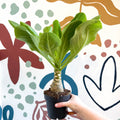 Brighamia insignis – Hawaiian Palm - Sprouts of Bristol