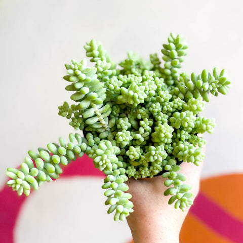 Burro's Tail - Sedum morganianum ‘Burrito’ - Sprouts of Bristol
