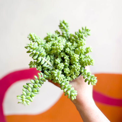 Burro's Tail - Sedum morganianum ‘Burrito’ - Sprouts of Bristol