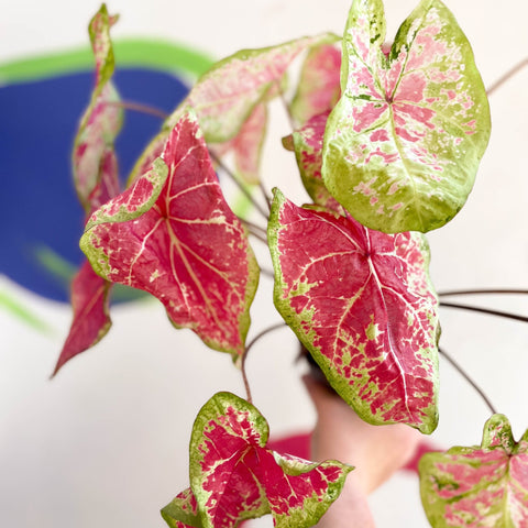 Caladium bicolor 'Raspberry Moon' - Sprouts of Bristol