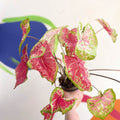 Caladium bicolor 'Raspberry Moon' - Sprouts of Bristol