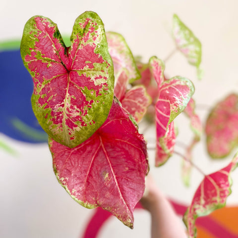 Caladium bicolor 'Raspberry Moon' - Sprouts of Bristol