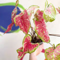 Caladium bicolor 'Raspberry Moon' - Sprouts of Bristol